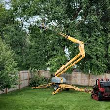 Grass Overseeding in Arlington, WA